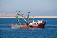 Barco camaronero en el alto golfo de california