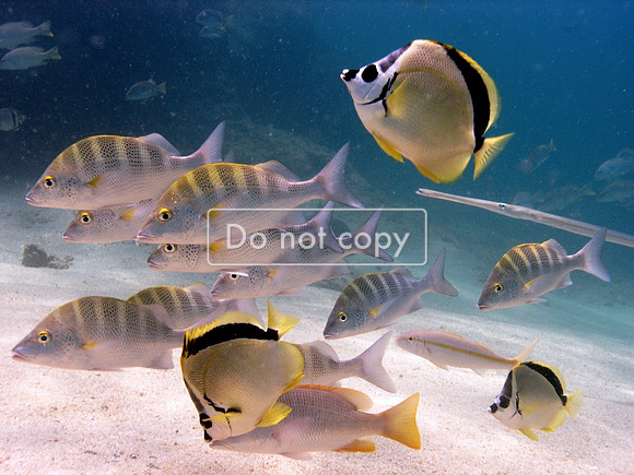 P1010074