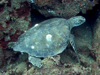 Underwater